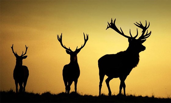 природа, животные: разное