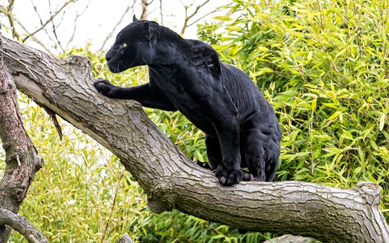 природа, животные: разное