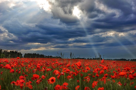 природа, животные: разное